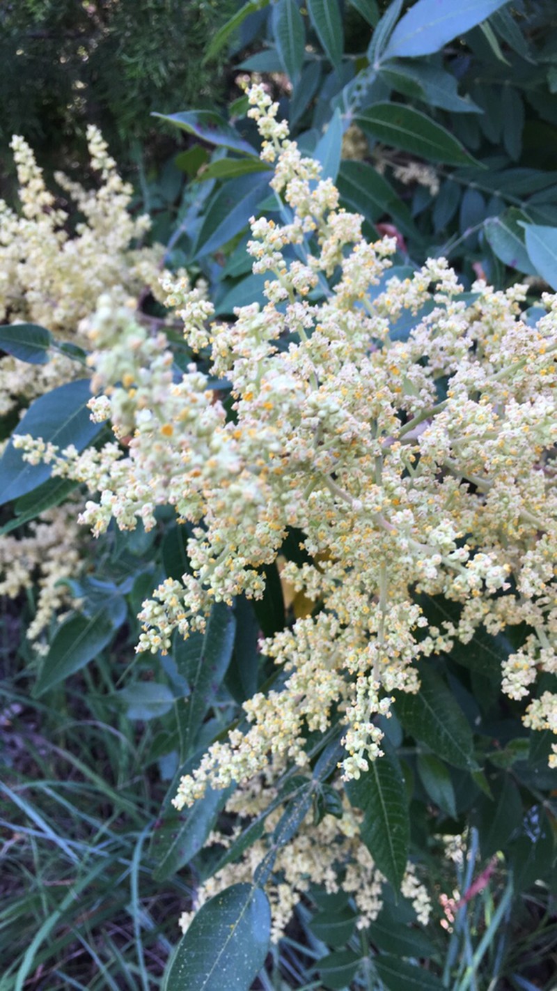 Winged Sumac photo 5