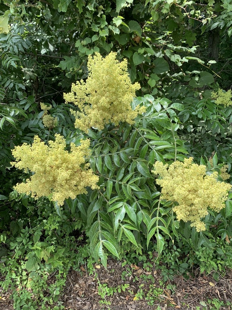 Winged Sumac photo 6