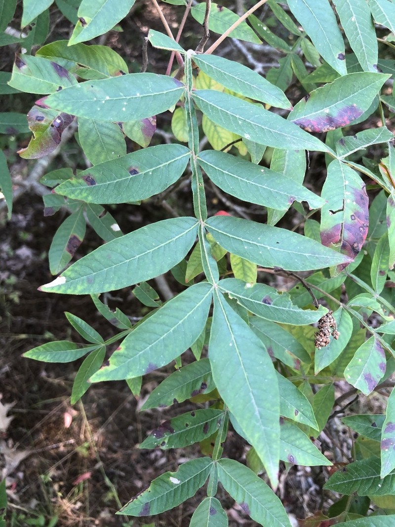 Winged Sumac photo 7