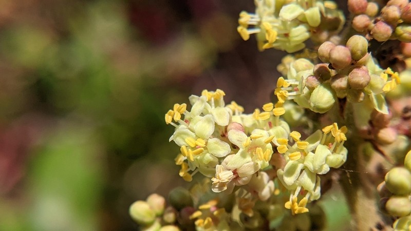 Winged Sumac photo 8