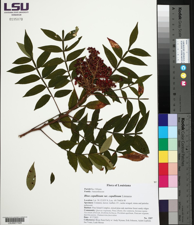 Rhus copallinum var. copallinum photo 5