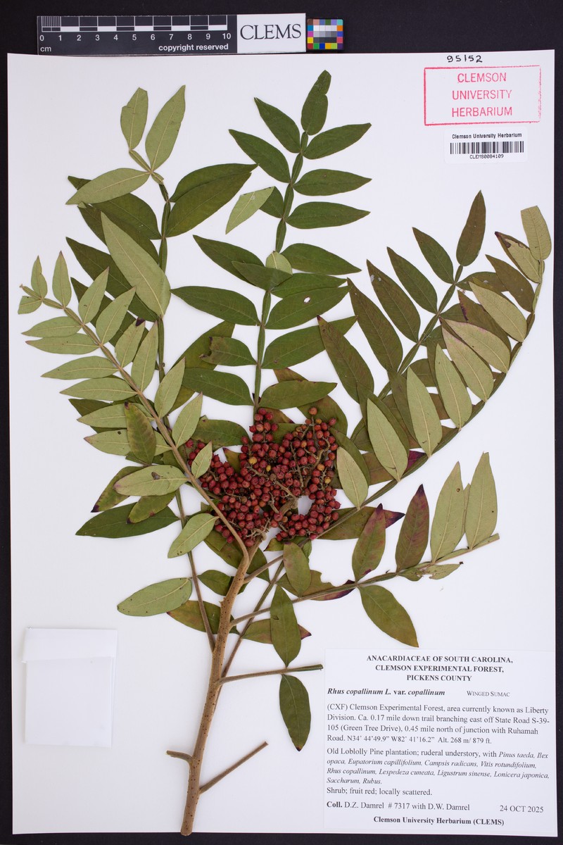 Rhus copallinum var. copallinum
