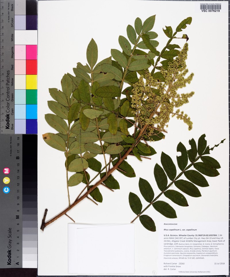 Rhus copallinum var. copallinum photo 2