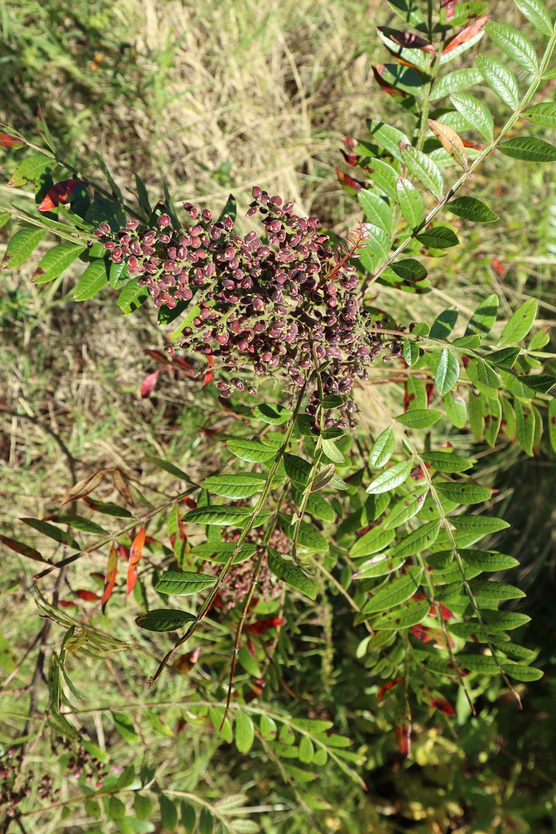 Rhus copallinum var. copallinum photo 3