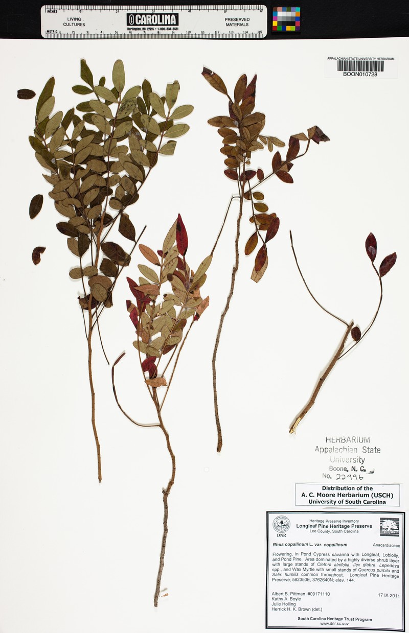 Rhus copallinum var. copallinum photo 4