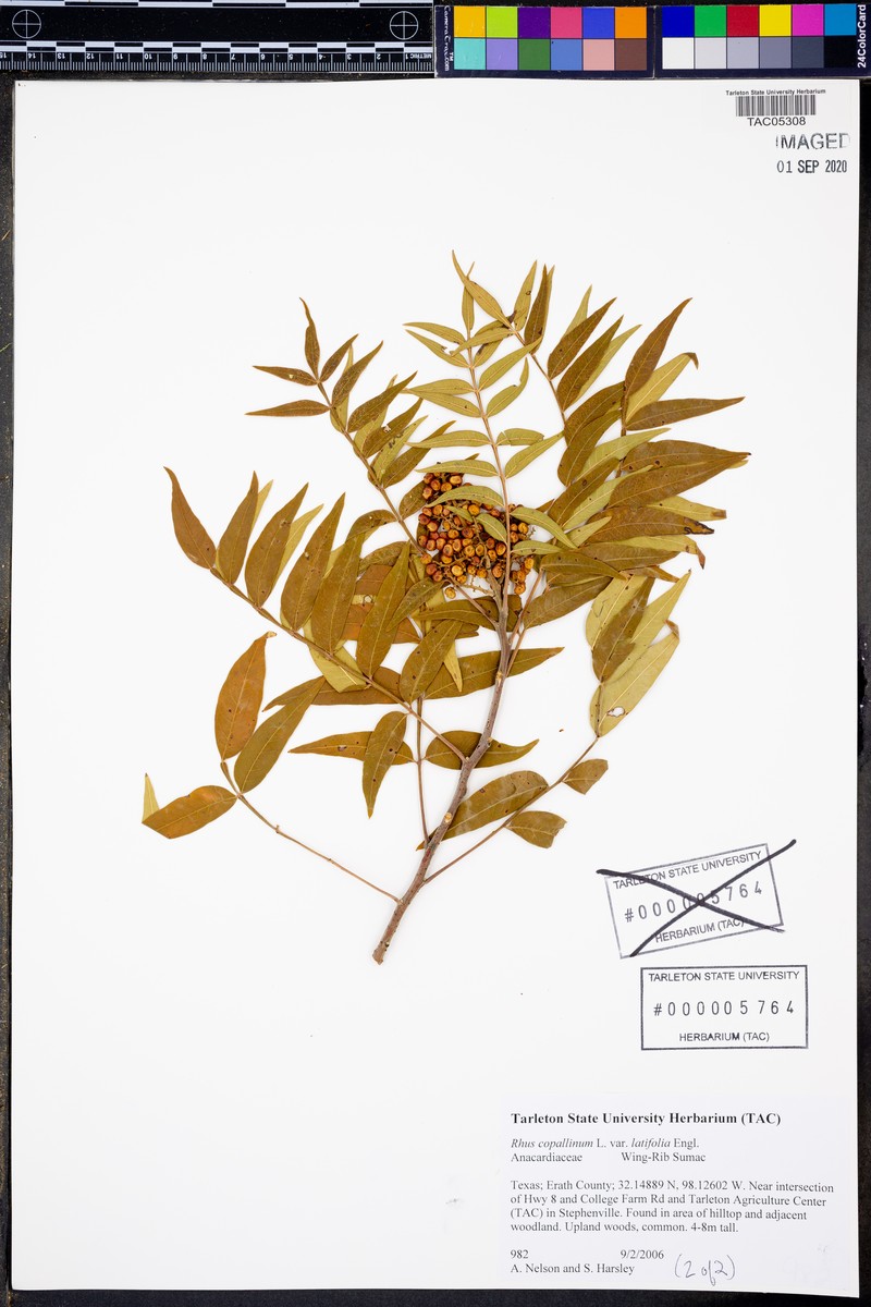 Prairie Sumac