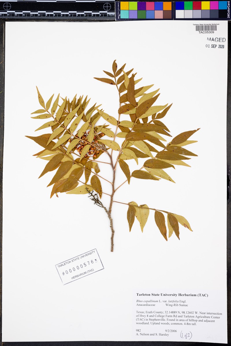 Prairie Sumac photo 2
