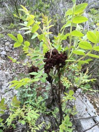 Sicilian Sumac