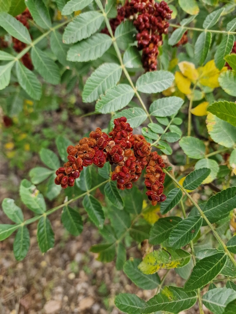 Sicilian Sumac photo 3