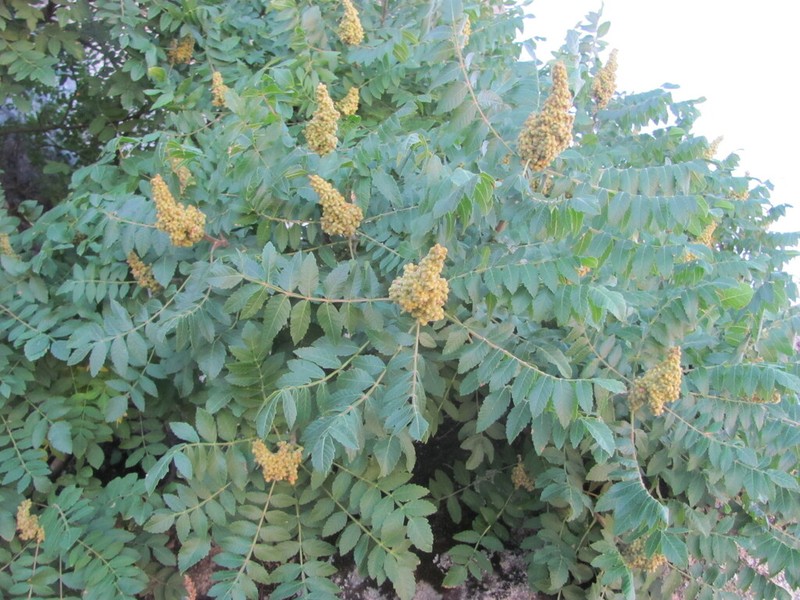 Sicilian Sumac photo 4