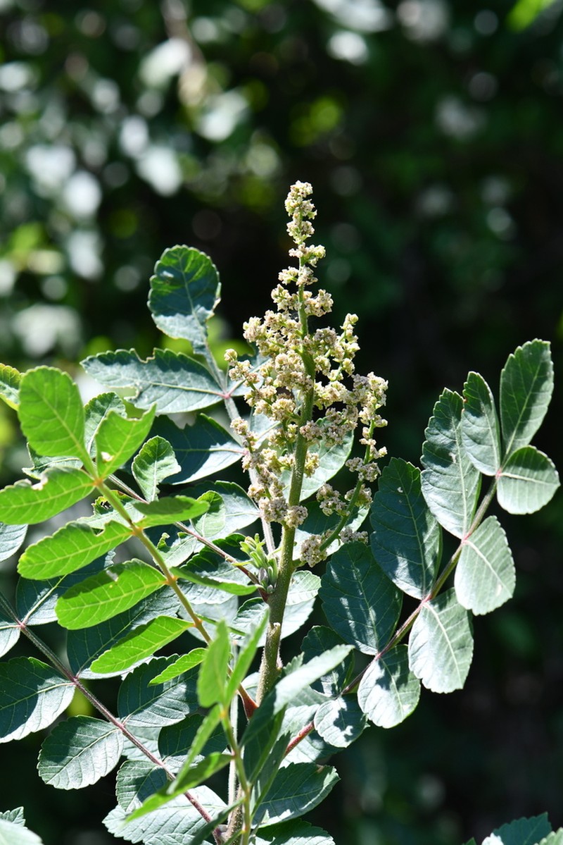 Sicilian Sumac photo 5