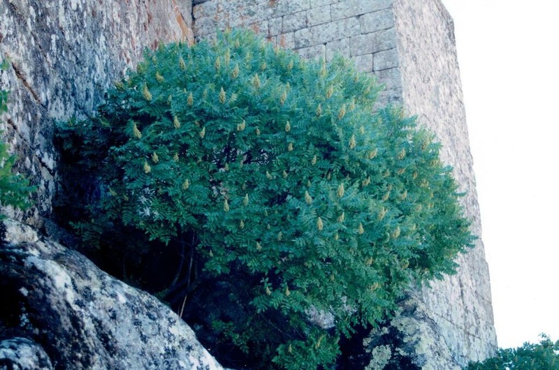 Sicilian Sumac photo 6