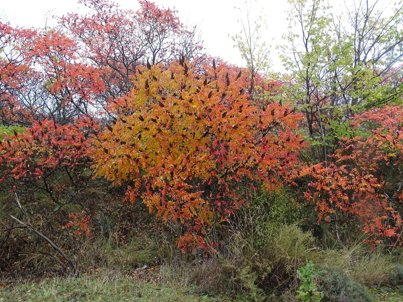 Sicilian Sumac photo 7