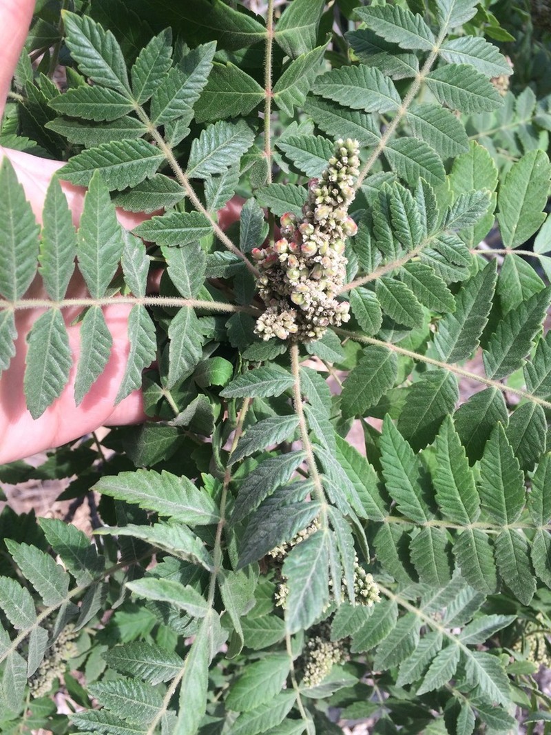 Sicilian Sumac photo 8