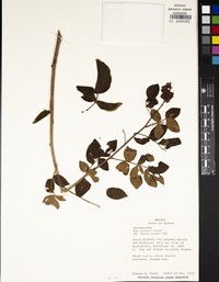 Rhus galeottii