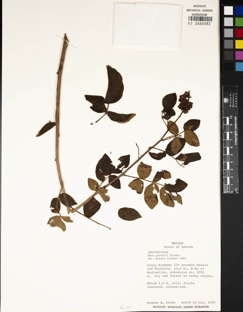 Rhus galeottii