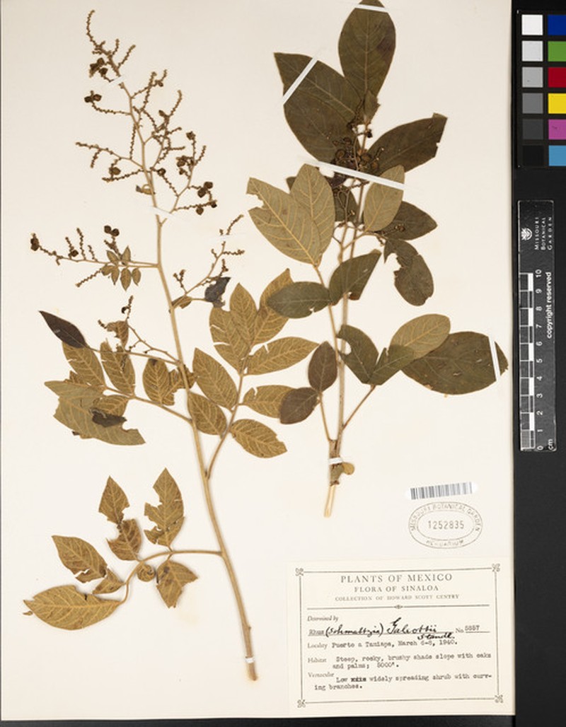 Rhus galeottii photo 2