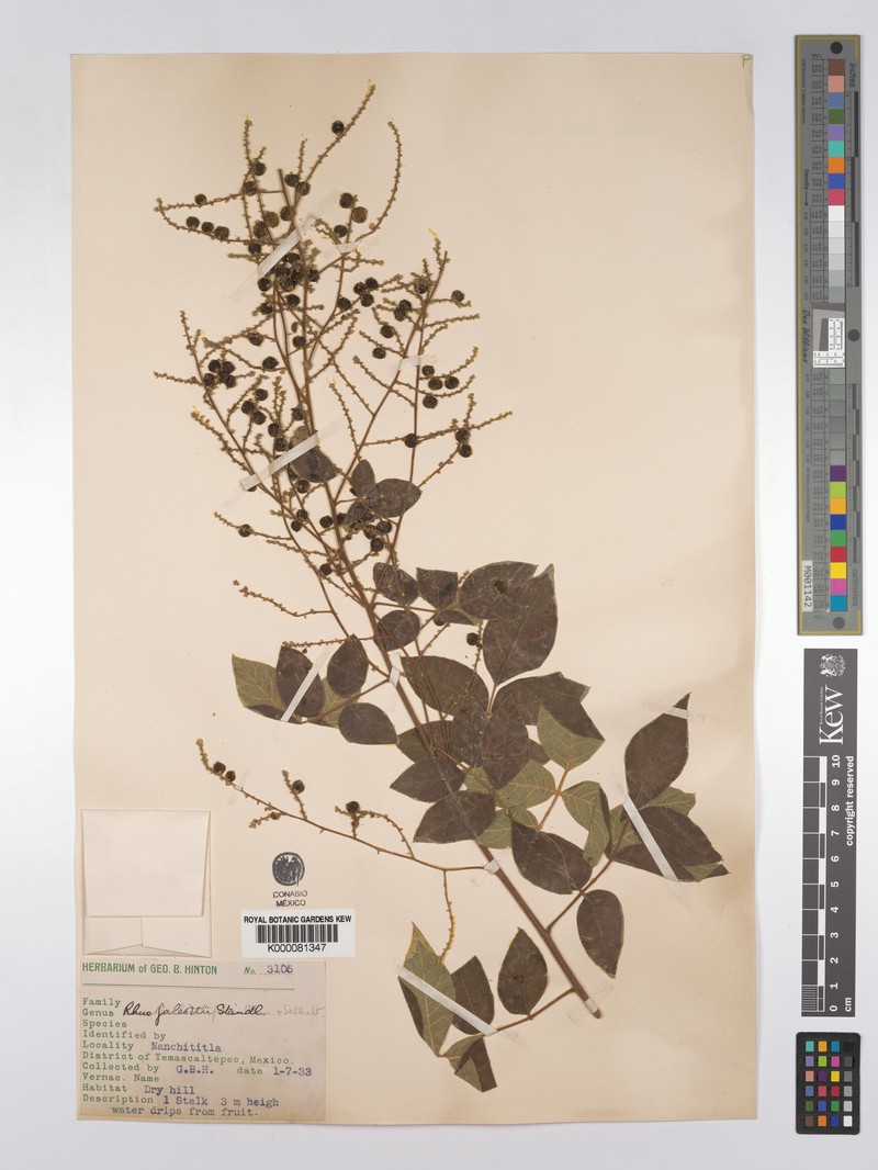 Rhus galeottii photo 4