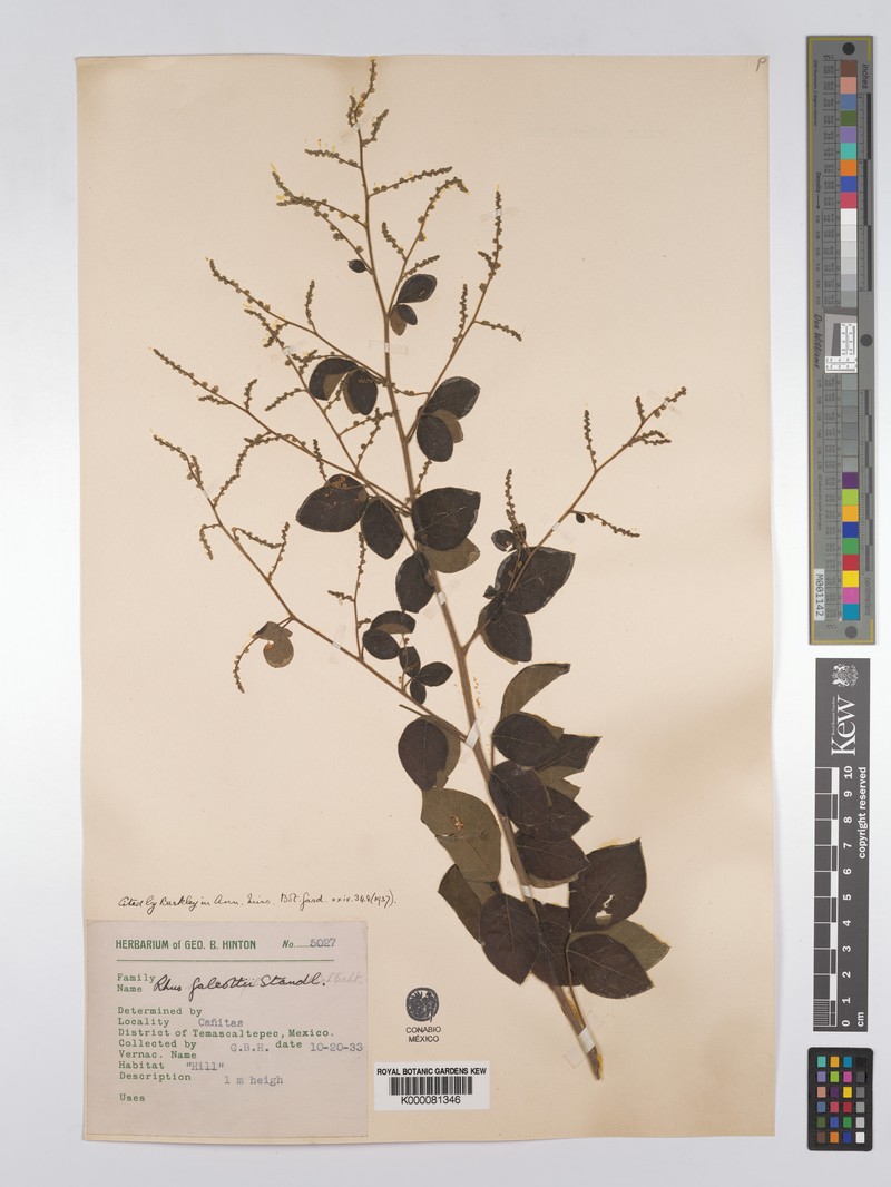 Rhus galeottii photo 5