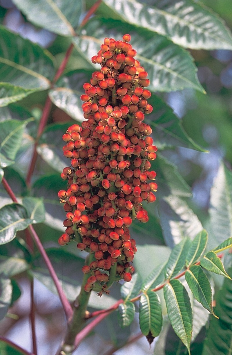 Smooth Sumac photo 2