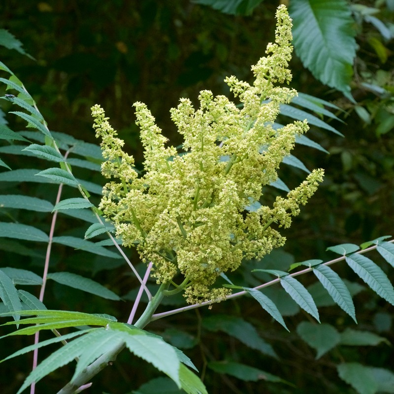 Smooth Sumac