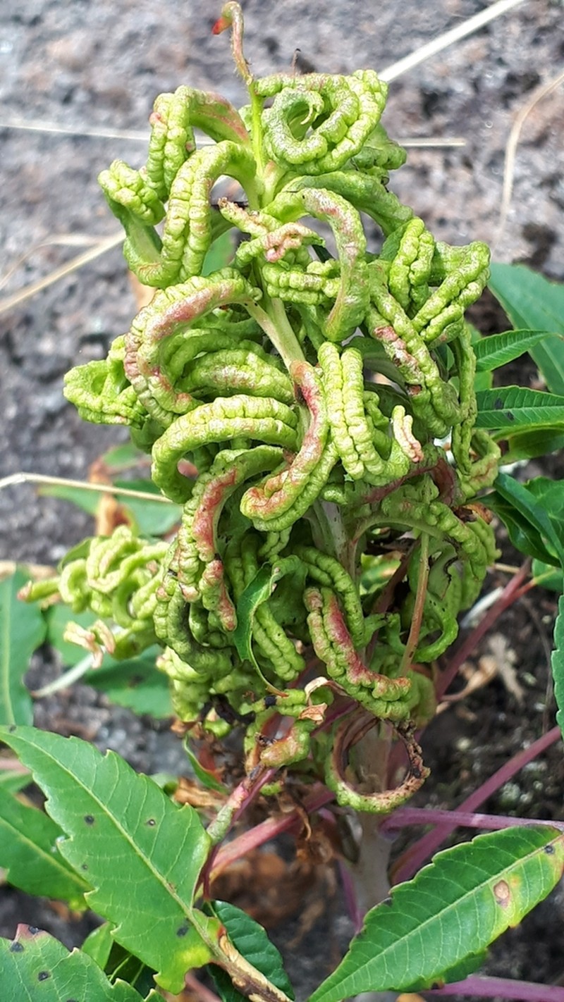 hybrid sumac photo 4