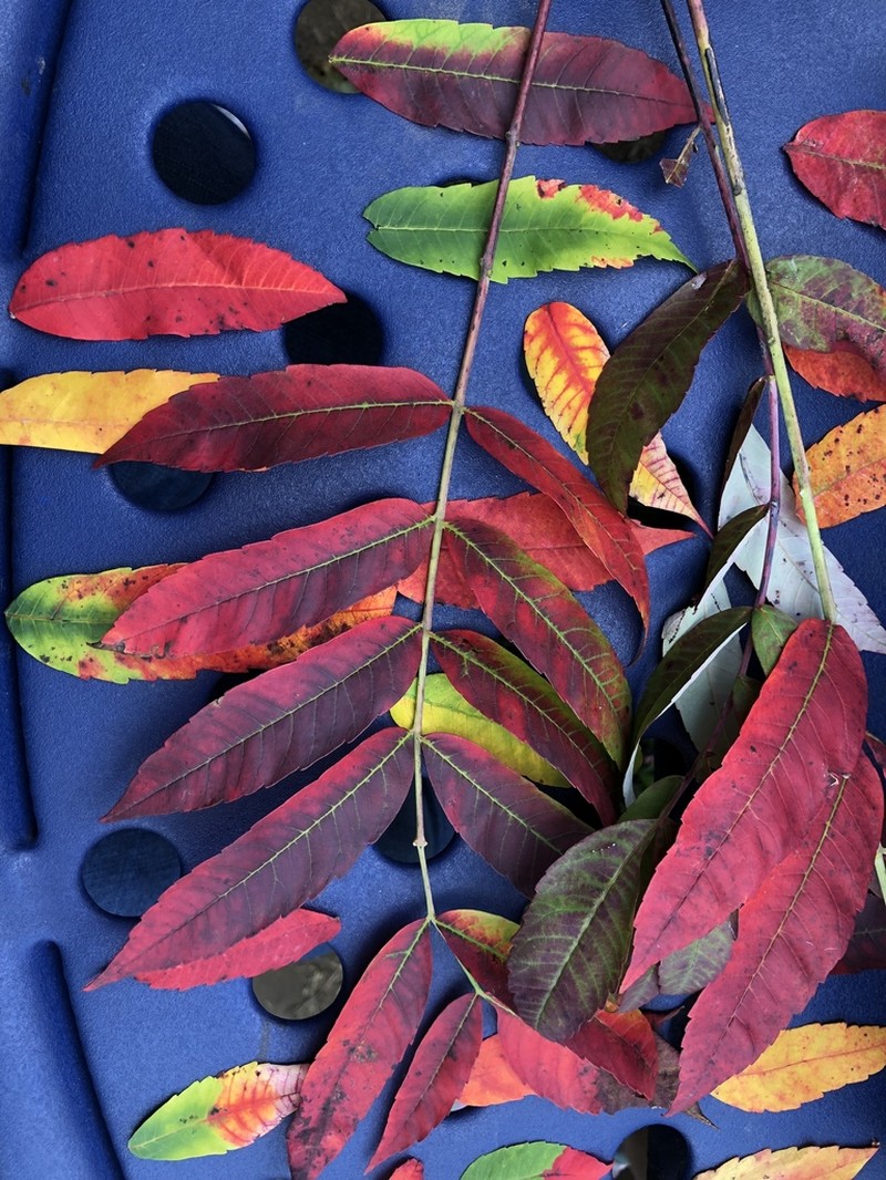 Smooth Sumac photo 4