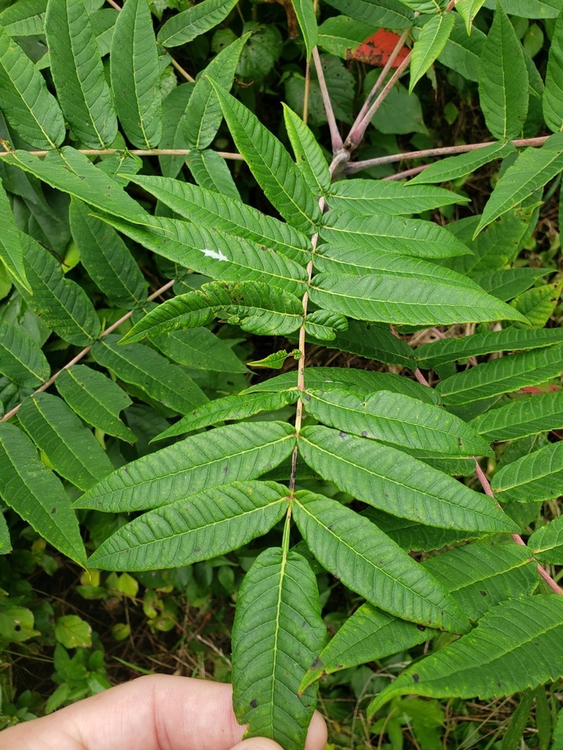 Smooth Sumac photo 6