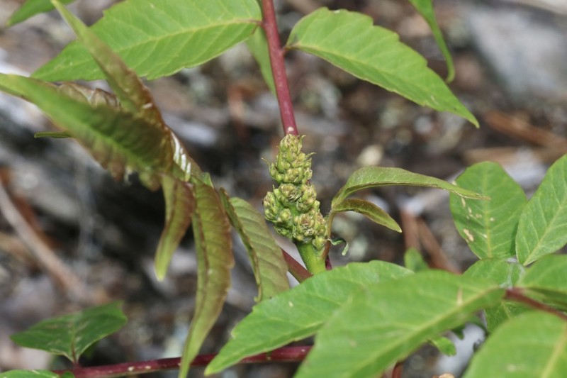 Smooth Sumac photo 7