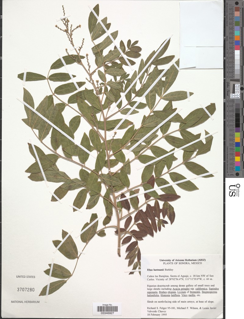 Rhus hartmanii photo 2