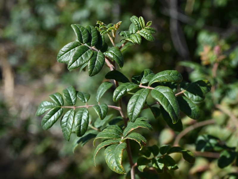 Rhus hartmanii