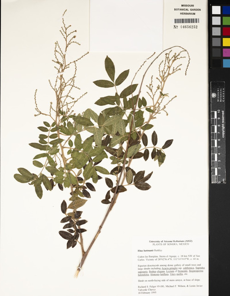 Rhus hartmanii photo 3