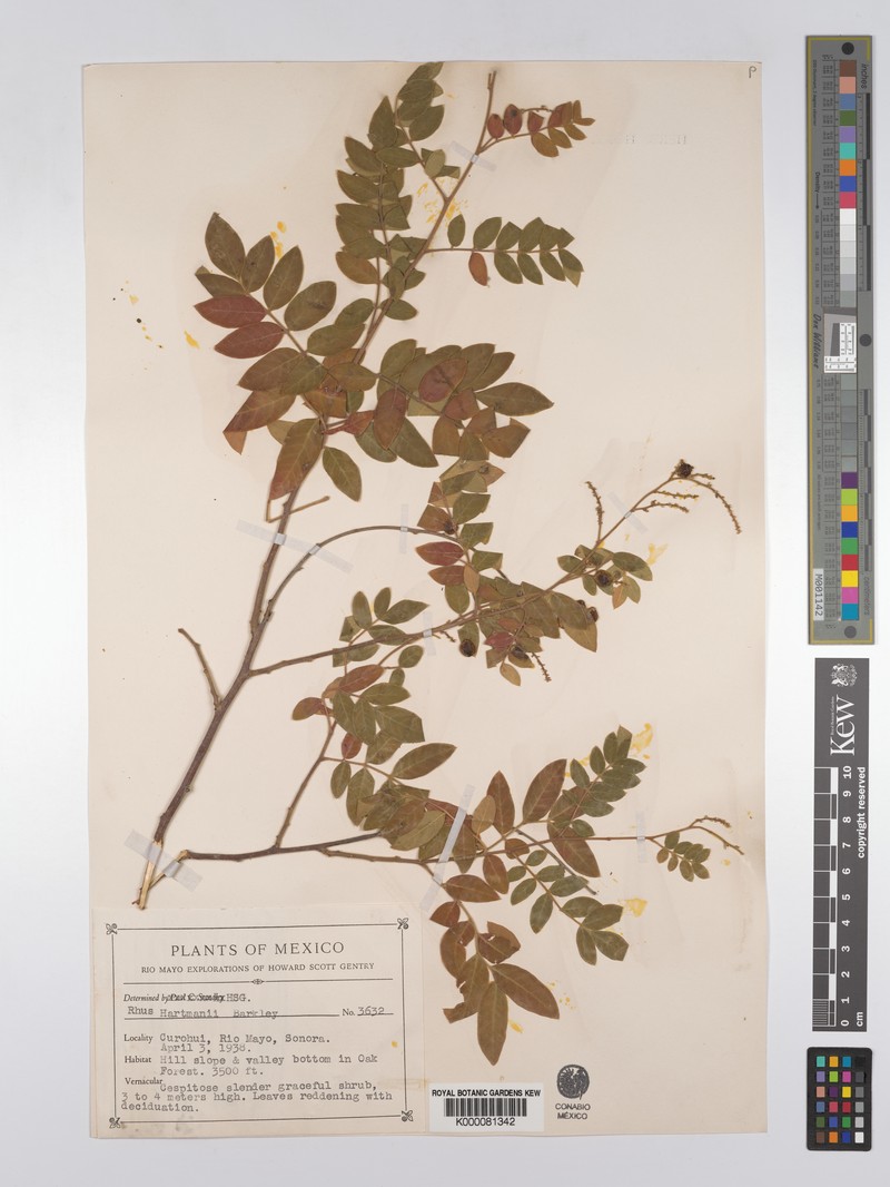 Rhus hartmanii photo 4