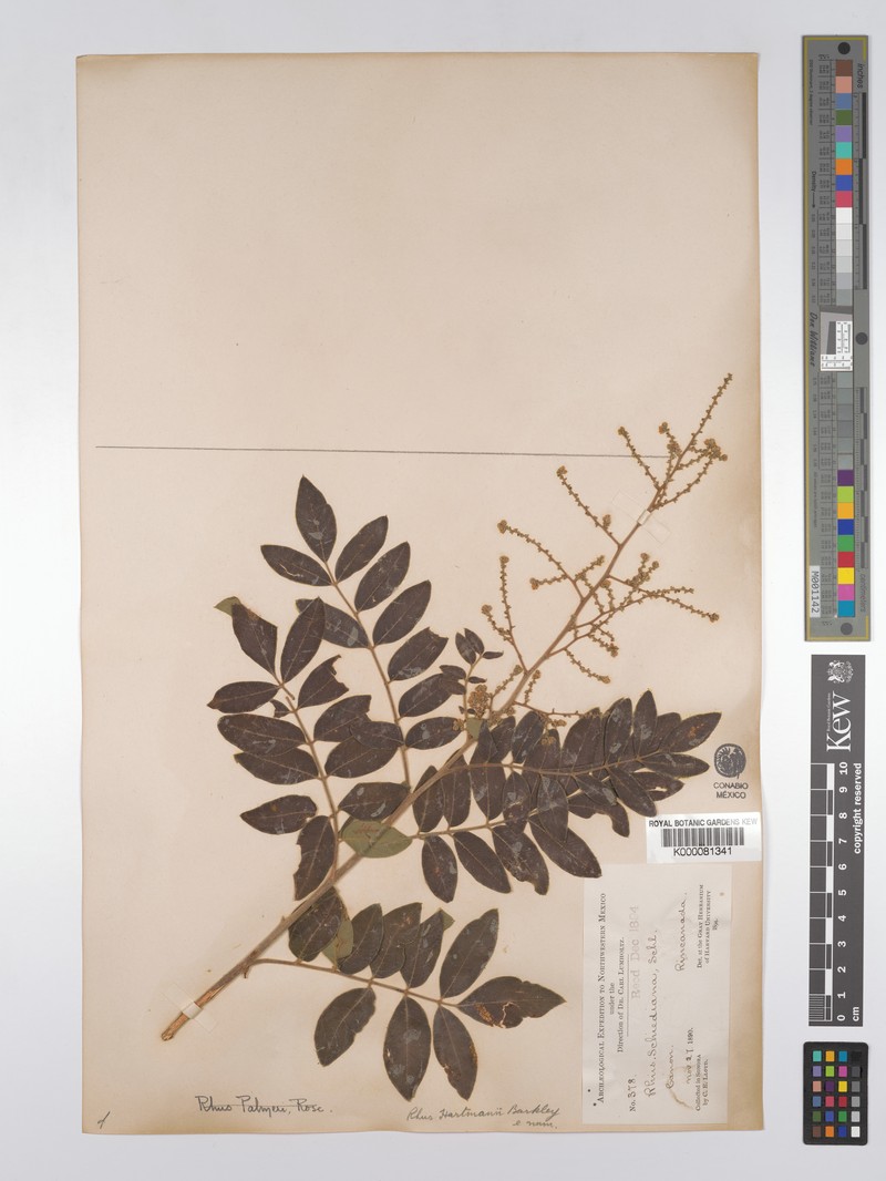 Rhus hartmanii photo 5