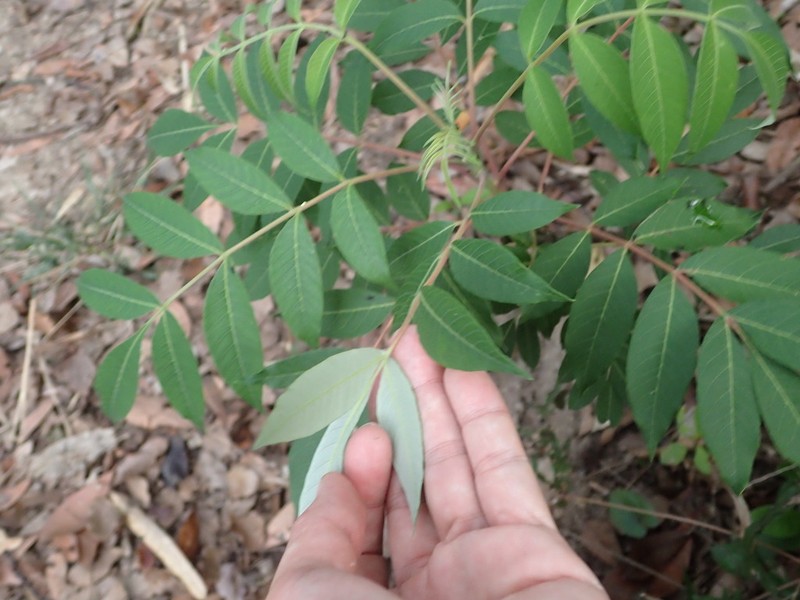 Rhus hypoleuca photo 2