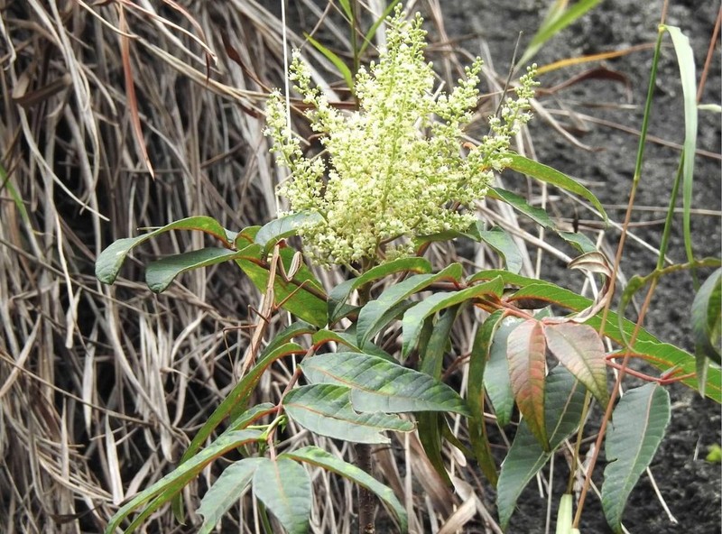 Rhus hypoleuca photo 3