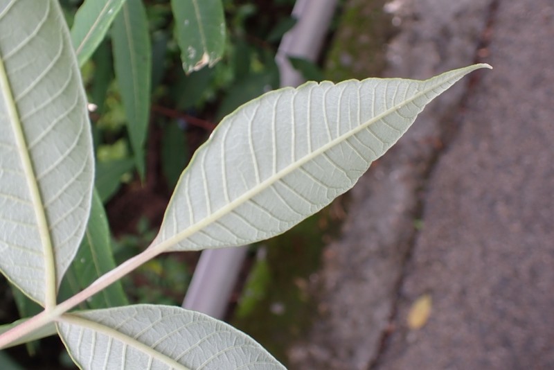 Rhus hypoleuca photo 4