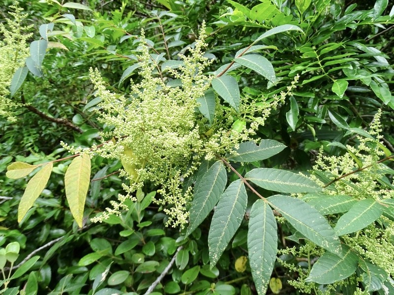 Rhus hypoleuca photo 5