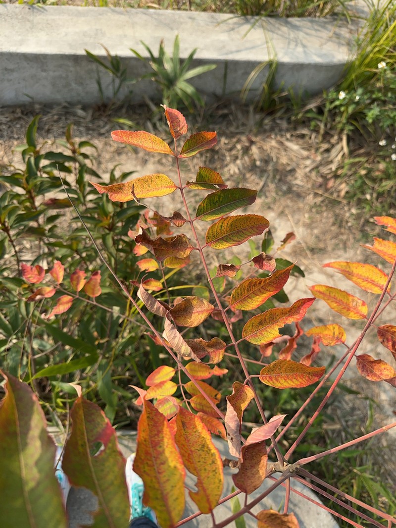 Rhus hypoleuca photo 6