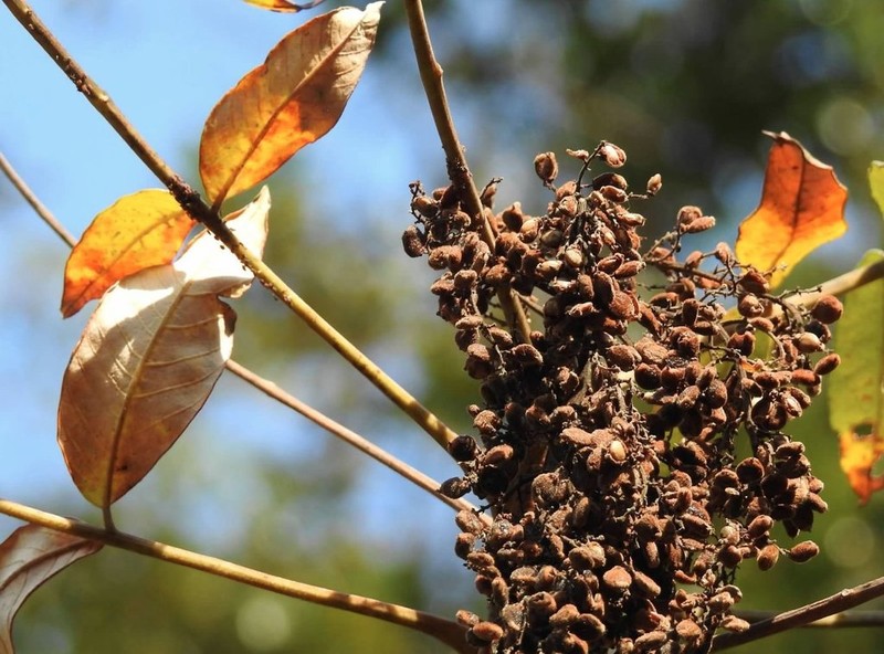 Rhus hypoleuca photo 7