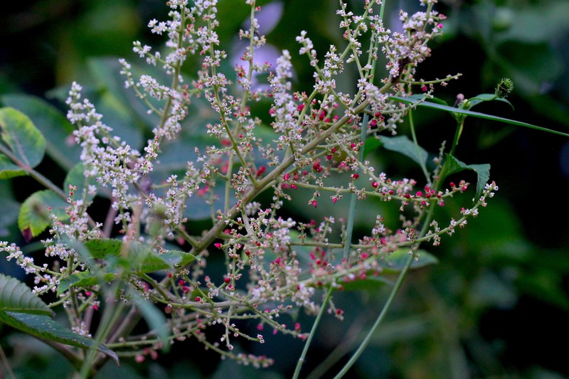 Rhus hypoleuca photo 8