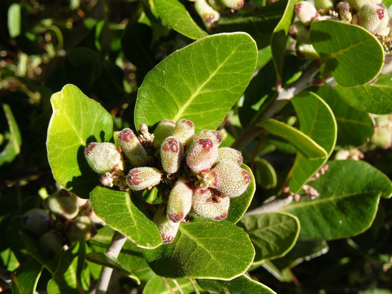 Lemonade Sumac photo 5