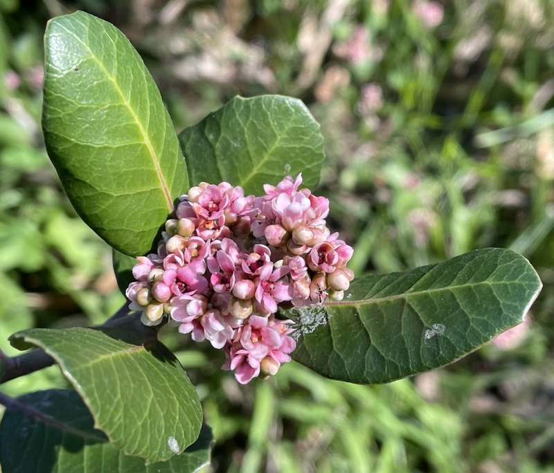 Lemonade Sumac photo 6
