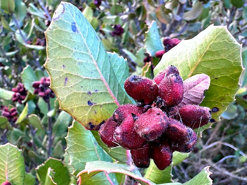 Lemonade Sumac photo 2