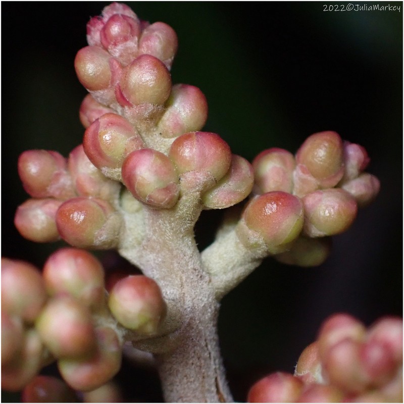 Lemonade Sumac photo 6
