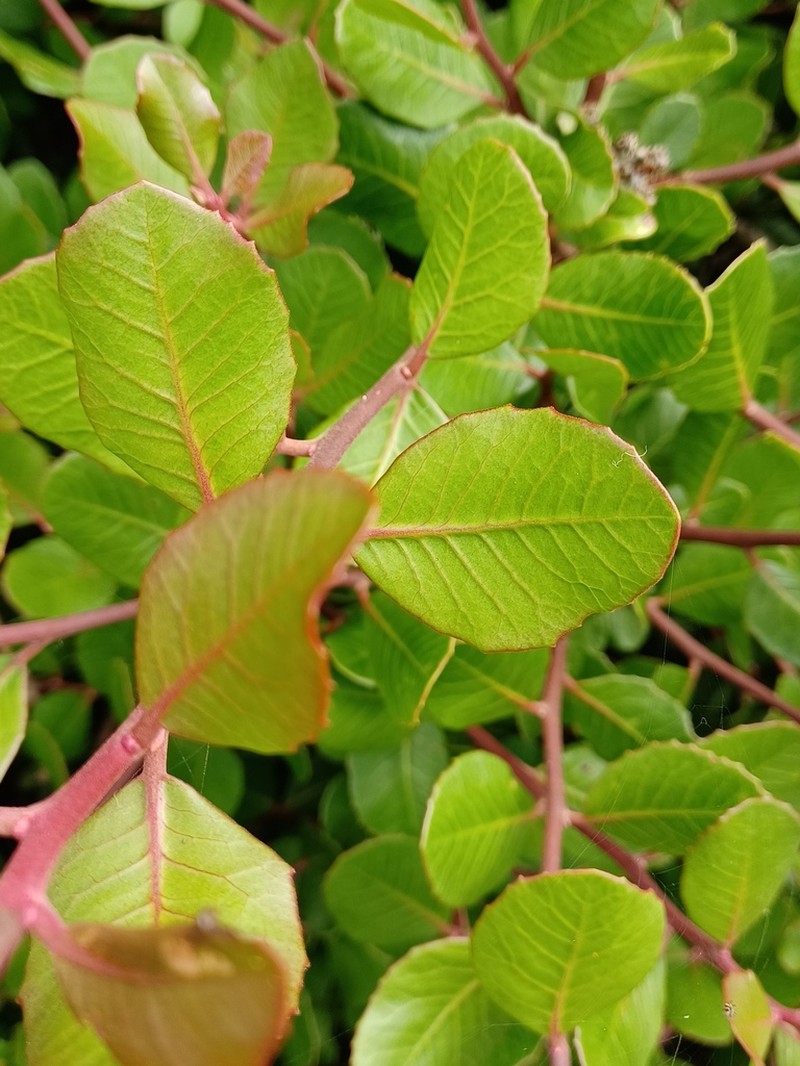 Lemonade Sumac photo 8