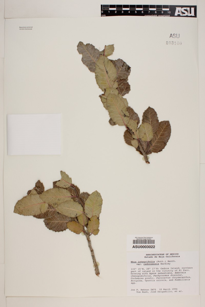 Rhus integrifolia var. cedrosensis
