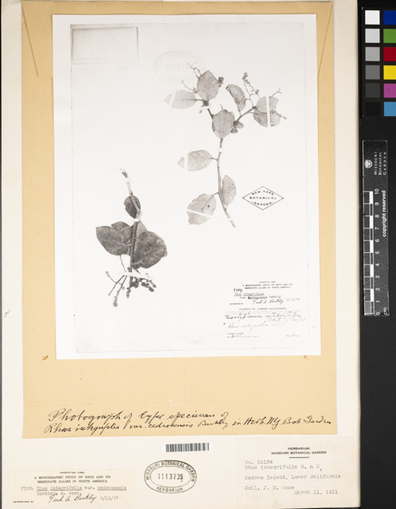 Rhus integrifolia var. cedrosensis photo 2
