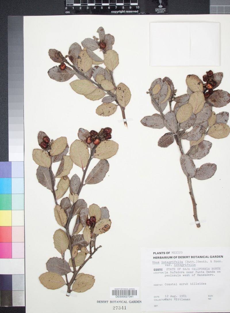 Rhus integrifolia var. integrifolia