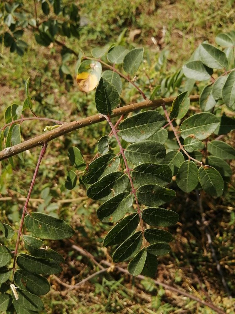 Rhus jaliscana